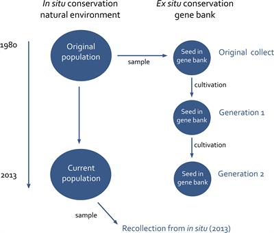 Limited genetic changes observed during in situ and ex situ conservation in Nordic populations of red clover (Trifolium pratense)